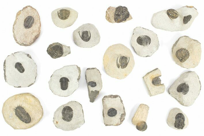 Lot: Misc Devonian Trilobites From Morocco - Pieces #229045